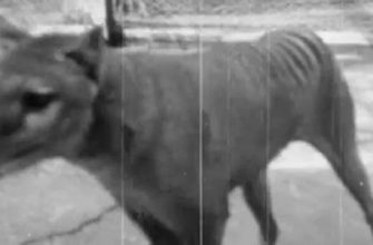 Найдены редкие кадры тасманийского волка