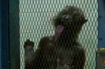 Раскрыта неприятная сцена из «Отряда самоубийц: Миссия навылет»